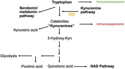 Indoleamine-2,3-Dioxygenase as a Perioperative Marker of the Immune System